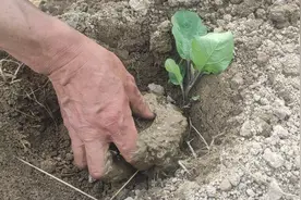 这样种植茄子的新方法您见过吗？缓苗快成活率高还防虫，快学学视频封面