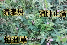 怕丑草有清湿热，消肿止痛，拔毒生肌的作用，你家乡有吗？视频封面