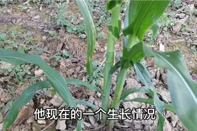 玉米剪掉能增产8%，试验证明生长情况是这样的？一起了解下吧视频封面