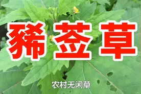 农村一种野草名叫豨莶草，又名粘糊草，用处多价值高遇见请珍惜视频封面