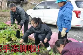 刺老芽一家起萝卜啦！没有地窖就埋沙子里，冬天下雪吃又脆又甜！视频封面