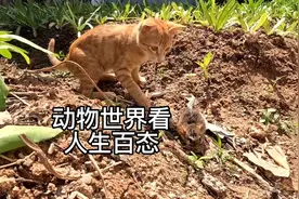 我家4个月大的猫咪在我家菜地抓老鼠🐭，给鱼都不吃了，就吃老鼠视频封面