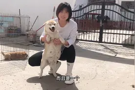 怀孕50天的柴犬，小妹抱在怀里开心的撒娇又卖萌，太可爱了视频封面