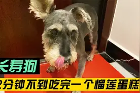 长寿狗居然爱吃榴莲千层蛋糕，吃的盘底都要舔干净😂，太会吃啦视频封面