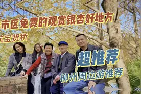 柳州周边自驾游推荐，桂林又发现一处免费的打卡银杏的好地方视频封面