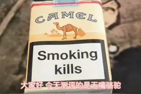 辨别真假骆驼视频封面