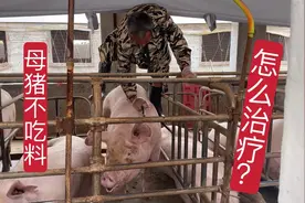 母猪不吃料，来看看百头母猪场是怎样治疗的？找准病因对症治疗视频封面
