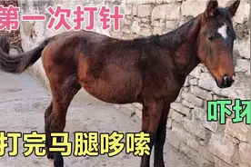 第一次给汗血马驹打针，打完后马腿哆嗦要摔倒，怎么回事呢？视频封面
