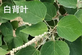 白背叶，它的根部是很好的药材，见到别错过，用来煲汤好处真多