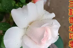 推荐三款香水月季，养过才敢确定的真正浓香型品种，快来围观吧视频封面