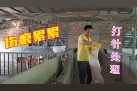 小猪的尾巴被猪咬断了，我用我的方法来处理，猪咬尾巴是病？视频封面