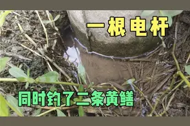 稻田一根电杆，7个大洞，连续钓了二条黄鳝，教你认识多洞多鳝视频封面