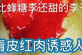 青皮红肉的李子品种比蜂糖李好吃，您知道这个品种吗？视频封面