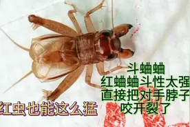 斗蛐蛐，红蛐蛐斗性太强，直接把对手脖子咬开裂，下口太重了！视频封面