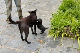 住在农家小院，养只🐶是标配，买只纯黑的🐶是首选视频封面