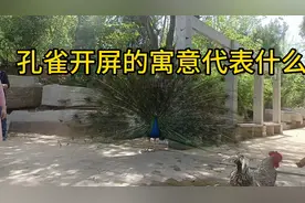 孔雀开屏有多种寓意你知道吗？请打在评论区