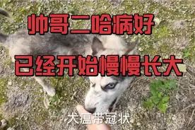 狗狗犬瘟热治好以后，有后遗症，是什么症状？视频封面