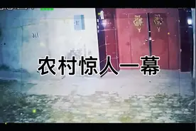 农村监控惊人一幕视频封面