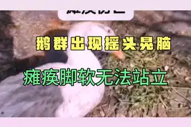 鹅群出现摇头晃脑瘫痪，脚软无法站立，伤亡比较高视频封面