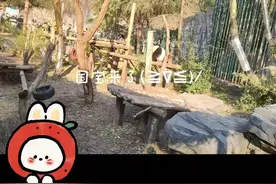南京红山森林动物园的国宝来了，表演给你看，圆滚滚，是只灵活的视频封面