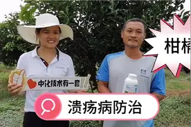 柑橘溃疡病严重，这位果农用辉润（3%噻霉酮ME），现在满意不得了视频封面