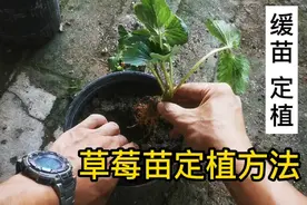 草莓苗定植方法，网购草莓苗缓苗定植方法分享视频封面