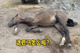 马驹子老是打滚，要不就躺着，咋回事？赶紧给它看看啥情况视频封面