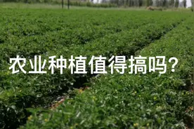 大田番茄后期管理中杂草如何控制视频封面