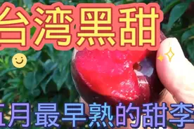 5月成熟的台湾黑甜亩产4000：丰产脆甜很有种植前景的品种之一！视频封面