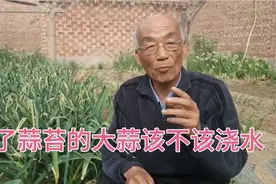 打了蒜苔的大蒜该不该浇水？首先判断确不确水最关键。视频封面