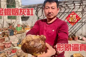 老李用黄荆疙瘩随形而作烟灰缸，形似一只黄金大金蟾，这造型绝了