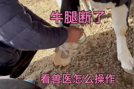 牛腿断了，看着都疼，看看兽医怎么操作，养牛人一定要学会视频封面