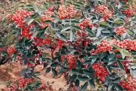 除草剂残留有什么危害视频封面