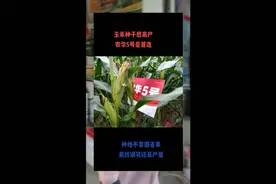 玉米种子想高产，农华5号是首选视频封面