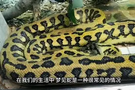 梦见蛇解梦视频封面