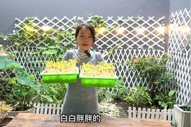 几十块钱一斤的花生芽，教你在家发，清脆爽口无添加视频封面