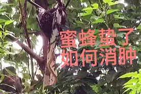 被蜜蜂蛰了怎样消肿，记住以下6种方法可以缓解疼痛视频封面