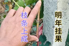 第一年的葡萄枝条秋季如何管理？上成完毕，让您吃上自己种的葡萄