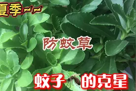 夏天到了，给大家介绍一棵专治蚊子（🦟）叮咬止痒、消肿的绿植。视频封面