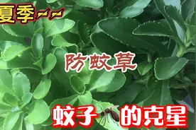 夏天到了，给大家介绍一棵专治蚊子（🦟）叮咬止痒、消肿的绿植。视频封面