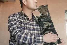 猫咪跳上主人肩膀，一声声让主人拿东西给它吃，咬字还很清楚视频封面