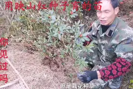 用映山红种子来育苗，你听说过吗？这些就是映山红种子苗视频封面