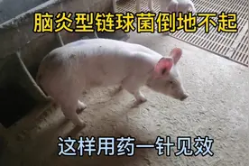小猪突然倒地不起，如果是这个毛病，看看兽医师小邱怎么治疗