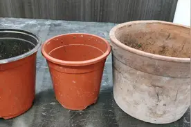 如何选择花盆！哪种适合君子兰视频封面