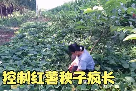 给红薯秧的掐尖打蔓，秧子继续疯长，一剪子下去，红薯秧子停长视频封面