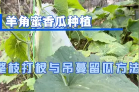 羊角蜜香瓜甜瓜种植方法，如何整枝打杈与吊蔓种植，简单易操作。视频封面