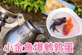 溺水的小金鱼爆鹌鹑蛋，爆出来能吃视频封面