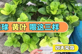 绣球黄叶使用螯和铁，搭配微生物菌剂，4天就全部恢复过来了