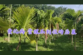 二叔有1000槟榔树，今年摘出的白果半包、黑果3包，真让人心寒呐视频封面