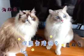up家的布偶猫长得都一样，脸盲分不清